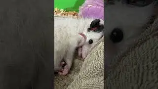 Opossums Use Litter Boxes?