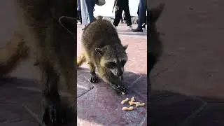 El m&aacute;s travieso de la playa #mapache #racoon #racoons #raccoon #raccoons #animalestiernos
