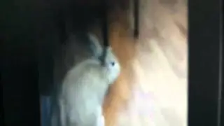 Snuggles Super Binky  - Slow Motion