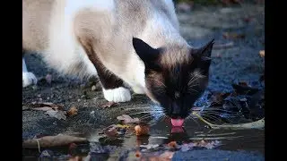 Cat drinking dirty water near the house