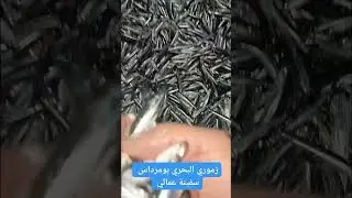 صيد السمك في الجزائر la p&ecirc;che en alg&eacute;rie le sardine السردين في زموري بومرداس 2026