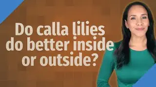 Do calla lilies do better inside or outside?