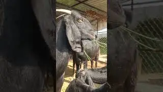 Goats eating A #goat #kidsvideo  #love #viral #animals #funny #farming #farming #rural #world