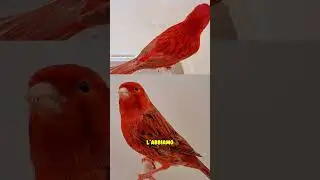 Come riconoscere Agata e Isabella dai melaninici ossidati | Guida veloce #canaryspace #birds #agata