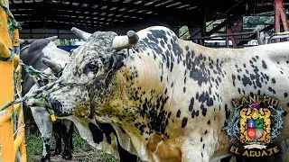 TOROS DEL CRIADERO DE RANCHO EL AGUAJE || Wendell North Carolina