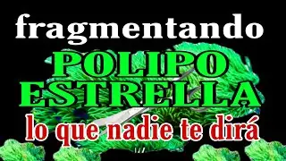 fragmentando Polipo estrella. lo que nadie te dirá.