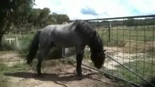 Nikshar Alladin - Black Buckskin Roan Welsh B, Arabian Pony Stallion owned/bred by Nicole Kullen