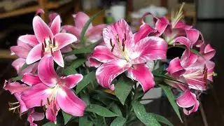 Lily flowers, Lilium Orientals, Asiatics and Orienpets.