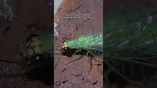 Discovering Chrysopini's Diverse Green Lacewing Genera
