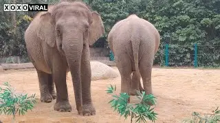 Elephant Family&rsquo;s Day at the Zoo: Eating, Bathing, and Playing Together | Animal Moments