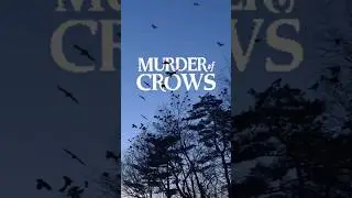 MURDER OF CROWS Witnessed by Tiny Toy Poodle #dog #shorts