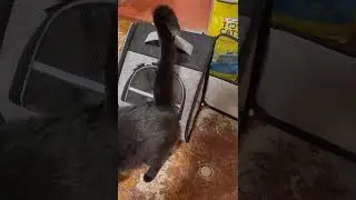 (Honest Review) PetAmi Deluxe Pet Carrier Backpack