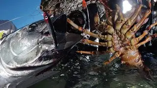 3KG CRAY in Caves and Rock Pools + 30KG TUNA!! (South Coast of Tasmania)