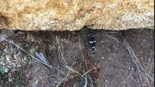 Thick-tailed Gecko (Underwoodisaurus milii) in Midgegooroo National Park