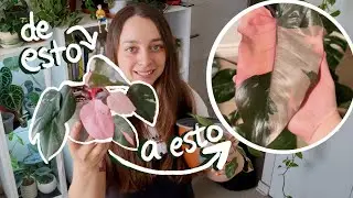 C&oacute;mo transformar tu Philodendron Pink Princess: Fusi&oacute;n y Tutor de Musgo 🌿💖