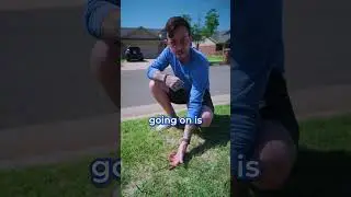 Why You Should Never Pull Your Nutsedge