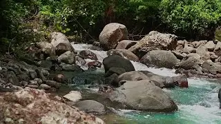 Fall Asleep With Therapy sounds of River calming Forest Meditation Sparkling Water River