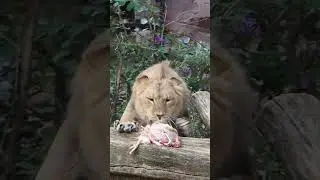 Zoo Antwerpen (African lion eat breakfast/Afrikaanse leeuw eet ontbijt) - September 24, 2024 #Shorts
