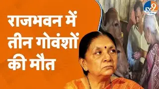 Lucknow News: राजभवन में तीन गोवंशों की मौत के बाद मची खलबली, हो गया तगड़ा एक्शन