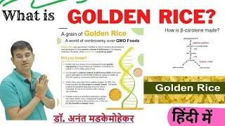 Golden Rice | How golden rice evolved?