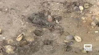 Se localiza mejill&oacute;n cebra en el pantano de Entrepe&ntilde;as