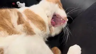 When the dream bacon smells so real it wakes you up 