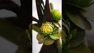 Chocolate Ikebana by world pastry champion Tan Wei Loon @apca malaysia