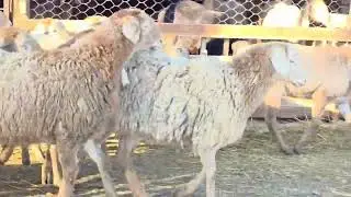 10 mixed breeding goats