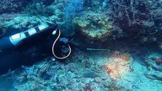 Lobster diving Boynton beach with Starfish Scuba