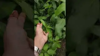 Thriving Jute Plants in the Heart of Green Forests #JutePlants #GreenForest #SustainableFarming