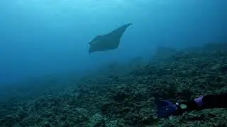 Garden Eel Cove: Kona, HI 