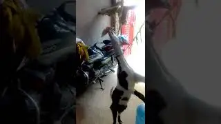 Bakri Ka dance