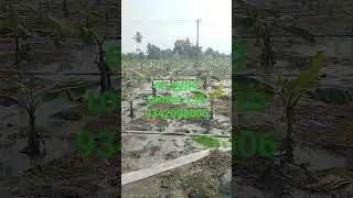 கடலூர் மாவட்டம் வாழைக்கு ரெயின் ஹோஸ் irrigation