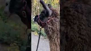 Lama-Trekking...🔆🐾🐑😜👍