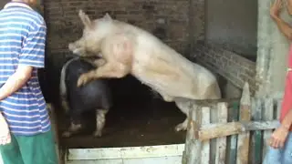 Amazing Pig Mating! White Boar Vs Black Sow ★ Dusama Farms! #161