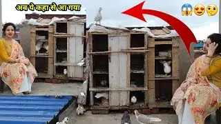 Kabutar pakadne ki ninja technique||App bhi sikhlo🕊️|How to caught a new pigeon at pigeon setup😱