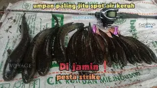 umpan spot air keruh di jamin gabus nya pasti makan | mancing casting gabus