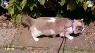 Oliver The Ragdoll Cat - Visit to Rye, East Sussex 27 05 16