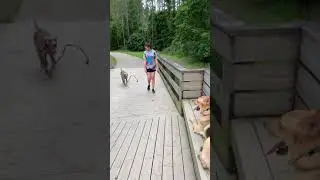 Weimaraner Training