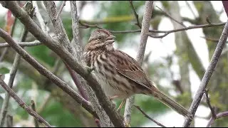 Song Sparrow in Belgium - Melospiza melodia &ndash; Zanggors / Doel - Prosperpolder / March 1, 2022