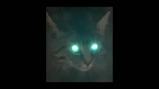 Demon cat looks into your soul