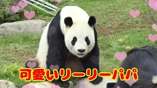 【リーリー】散歩が大好き😊【パンダ】 #2022  panda