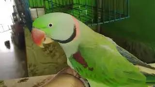 Parrot saying radhe radhe 🎤🦜 talking parrot mummy papa ❤️😘🦜