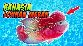 Rahasia Ikan Louhan Merah Menggunakan Pasta Udang