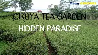 CIKUYA TEA GARDEN TOUR HIDDEN PARADISE