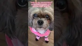 🐶#dogshorts #shorts #petshorts #peekapoo #soadorable #socutedog #furbabies