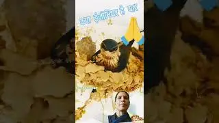 #intelligent #birds #trending #animals #viralvideo #motivation #new #keşfet #unfrezzmyaccount #reels