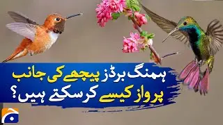 How Come Hummingbirds are able to Fly Backwards ? | Geo News & DW