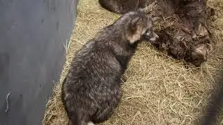 Tanukis Japanese Raccoon Dog,  Longton Stoke on Trent.