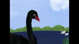 Toto, der schwarze Schwan